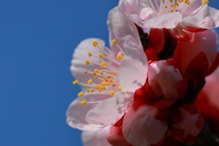 蕊の歌