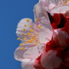 蕊の歌