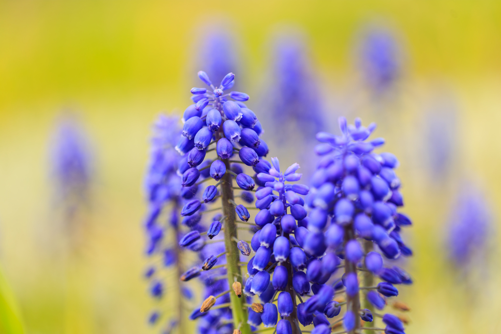 群れ　－ムスカリー