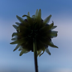 dahlia
