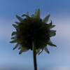 dahlia