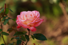 フロージン”８２