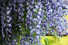 水心苑の藤　Ⅰ