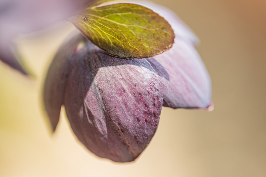 クリスマスローズ