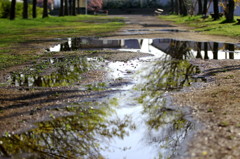 雨の後