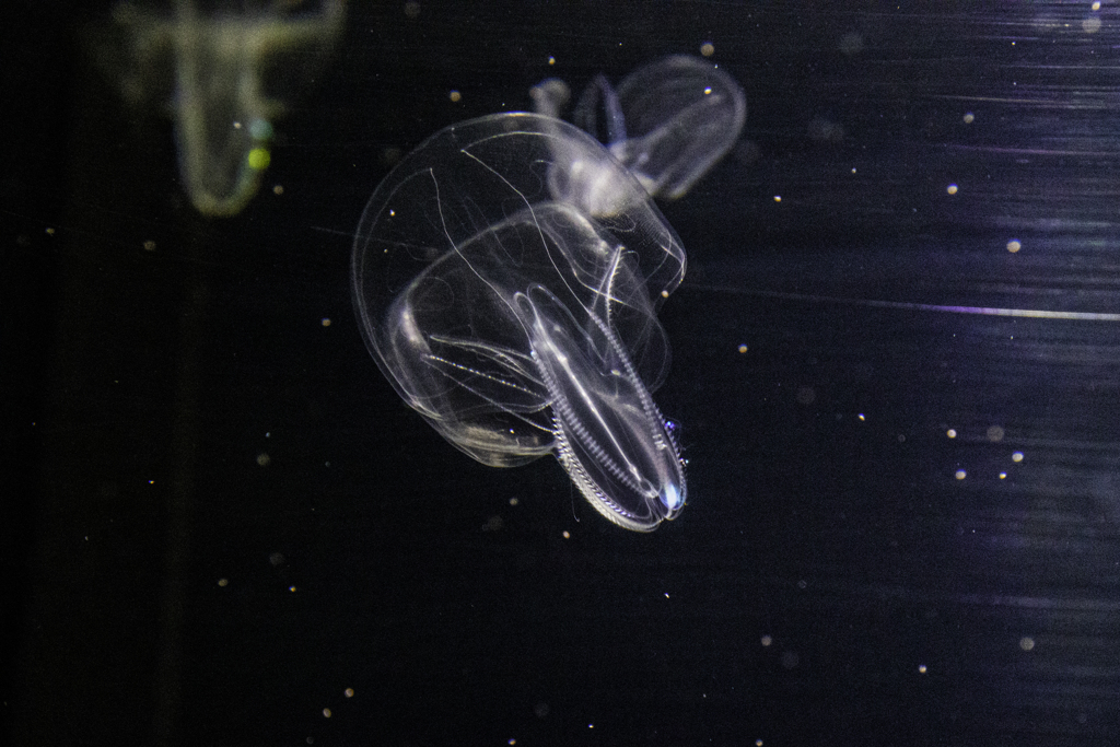 キタカブトクラゲ