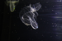 キタカブトクラゲ
