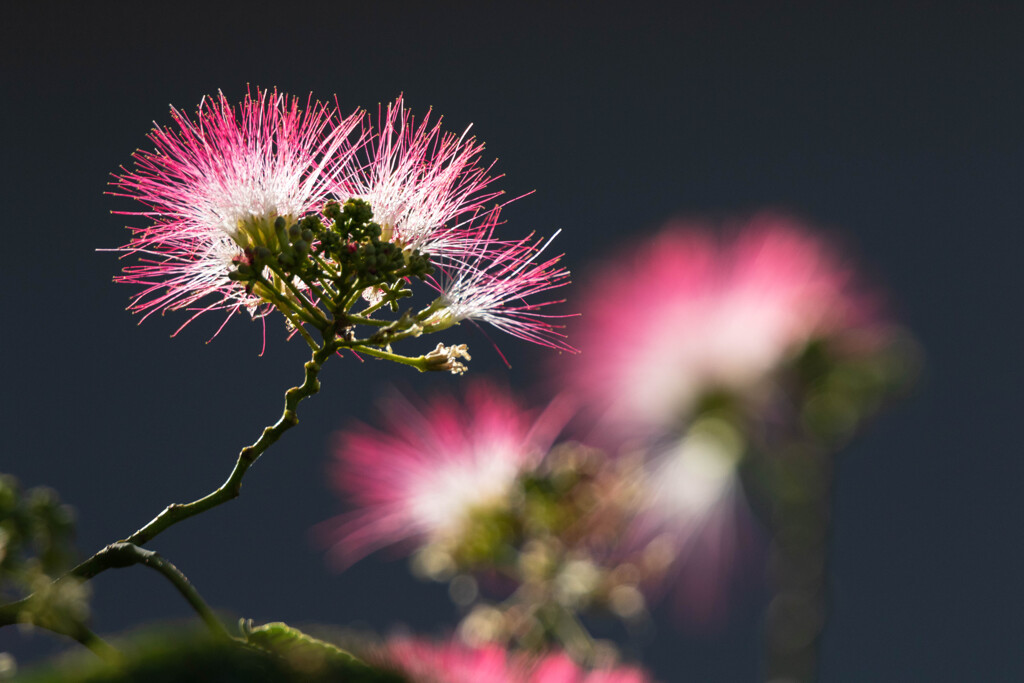 合歓の花　Ⅵ