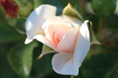 白薔薇２
