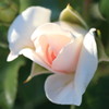 白薔薇２