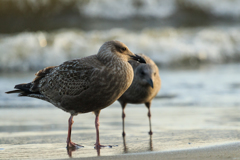 カモメの仲間？