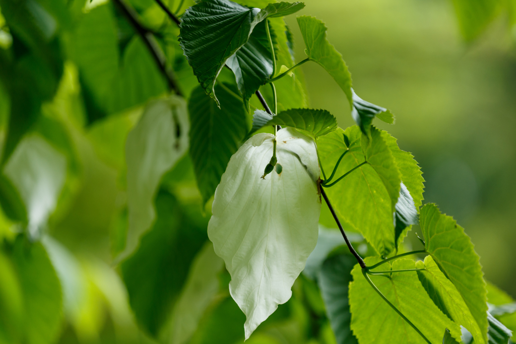 ハンカチの樹　Ⅱ