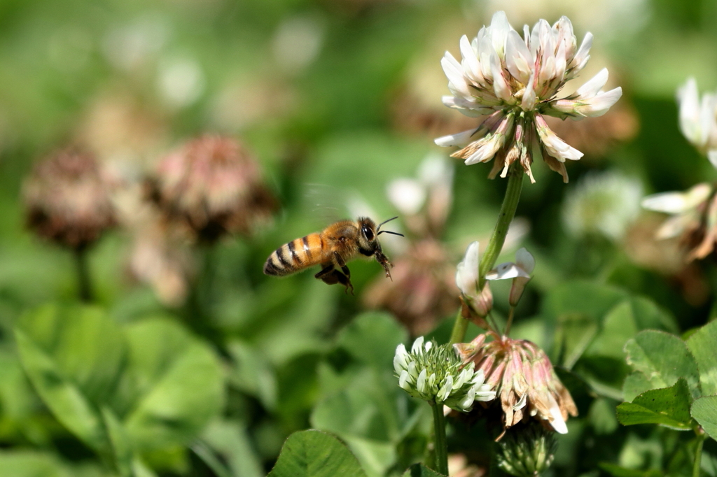 ニホンミツバチの飛翔