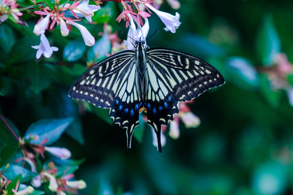 庭の蝶Ⅱ　アゲハ