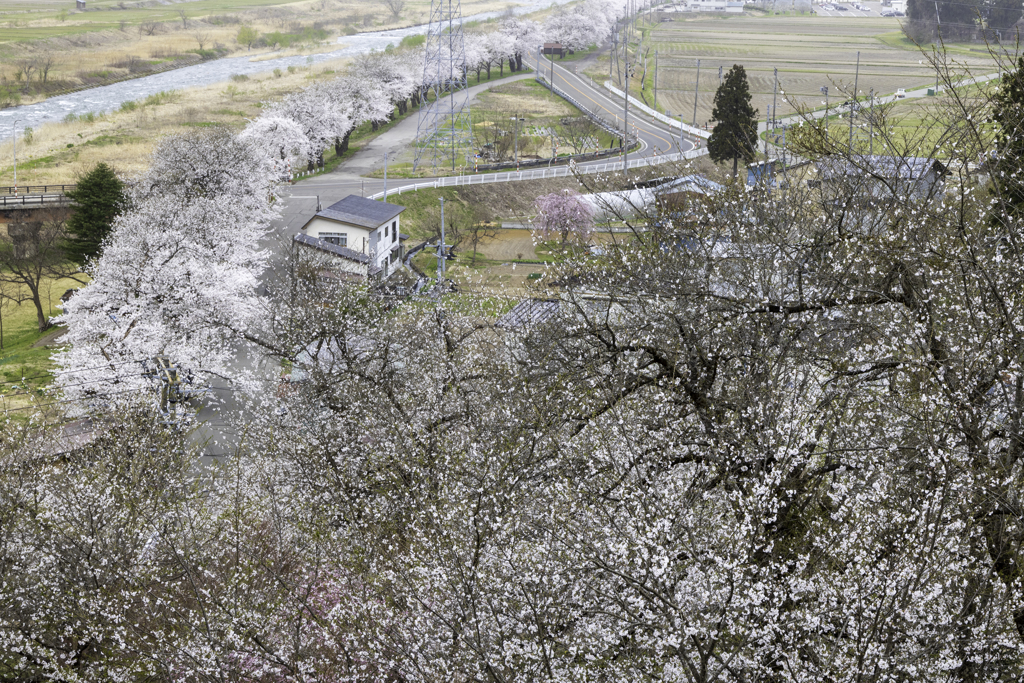役内川の桜並木