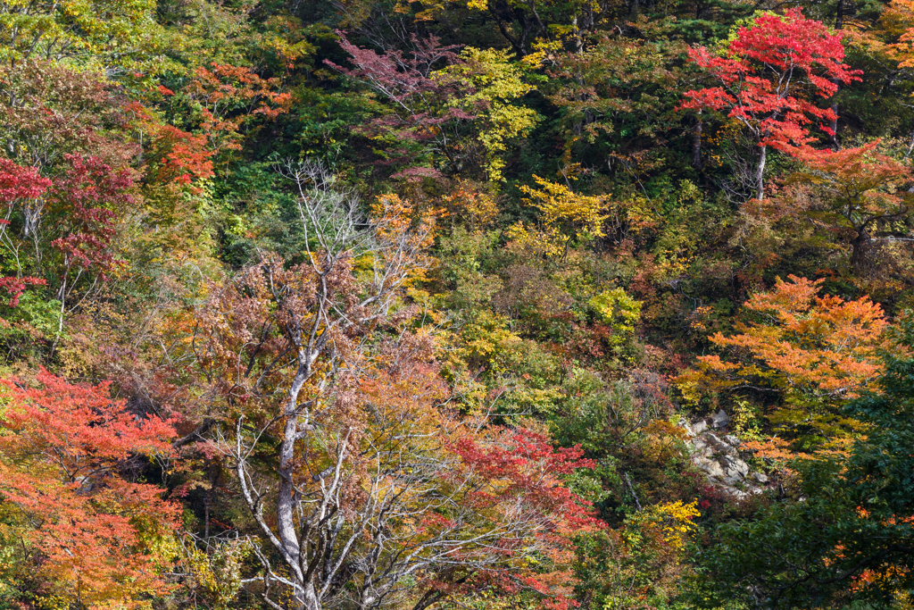 鳥海山麓紅葉