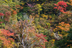 鳥海山麓紅葉