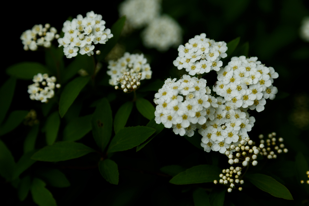 コデマリの花