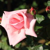 薔薇　１　