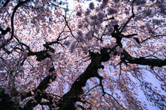 大竹地区の枝垂れ桜　Ⅱ