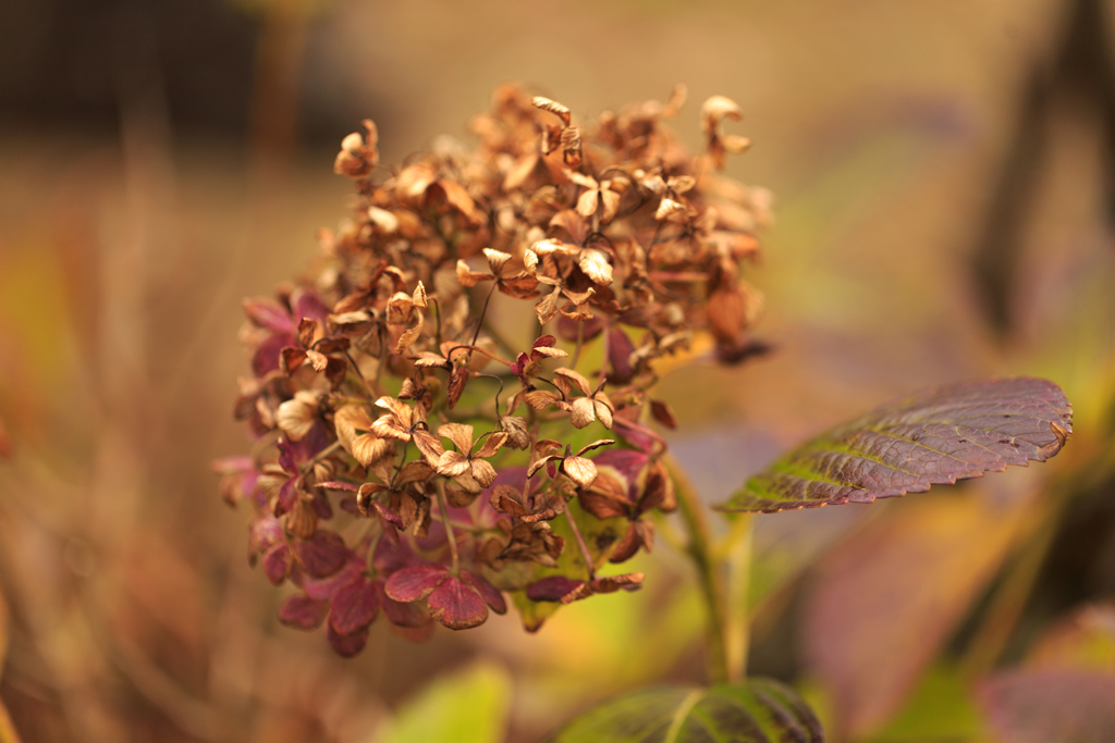 初冬の紫陽花