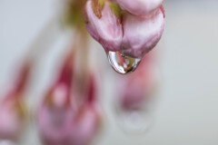 花芽