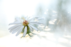 孔雀菊