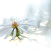 孔雀菊