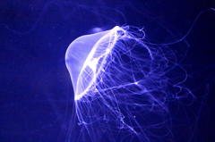 オワンクラゲ　３