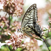 butterfly  Ⅱ