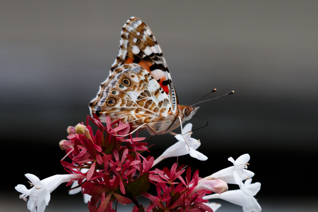 アカタテハの肖像