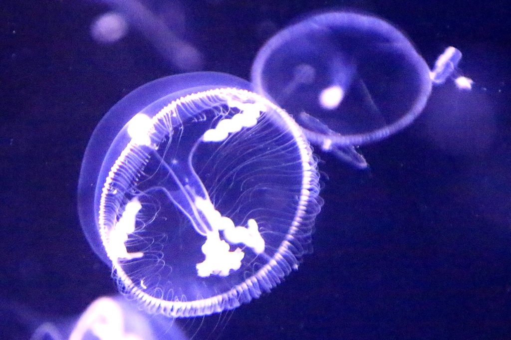 オワンクラゲ　２