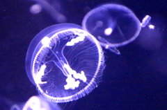 オワンクラゲ　２