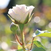 薔薇２