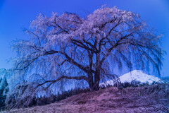 矢島の一本桜