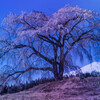 矢島の一本桜