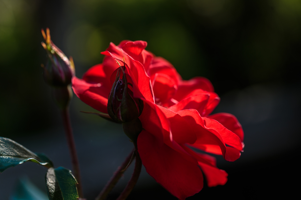 ラ・セビリアーナ　