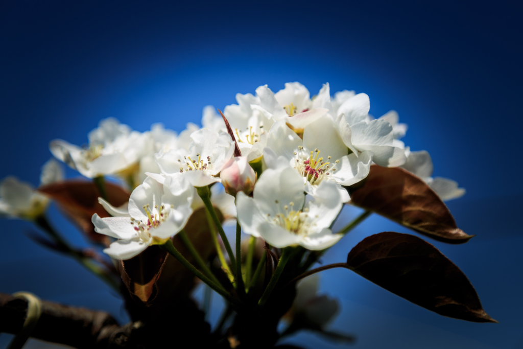 梨の花