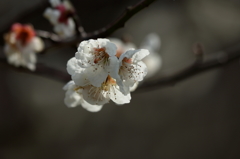 梅花