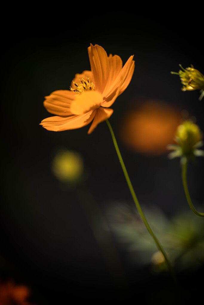 キバナコスモス