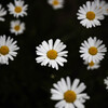 フランス菊