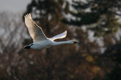 白鳥の思い出　Ⅰ　