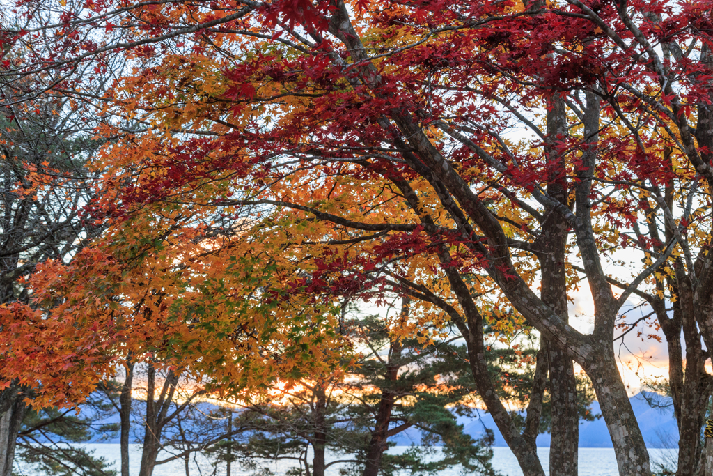田沢湖　湖畔の紅葉
