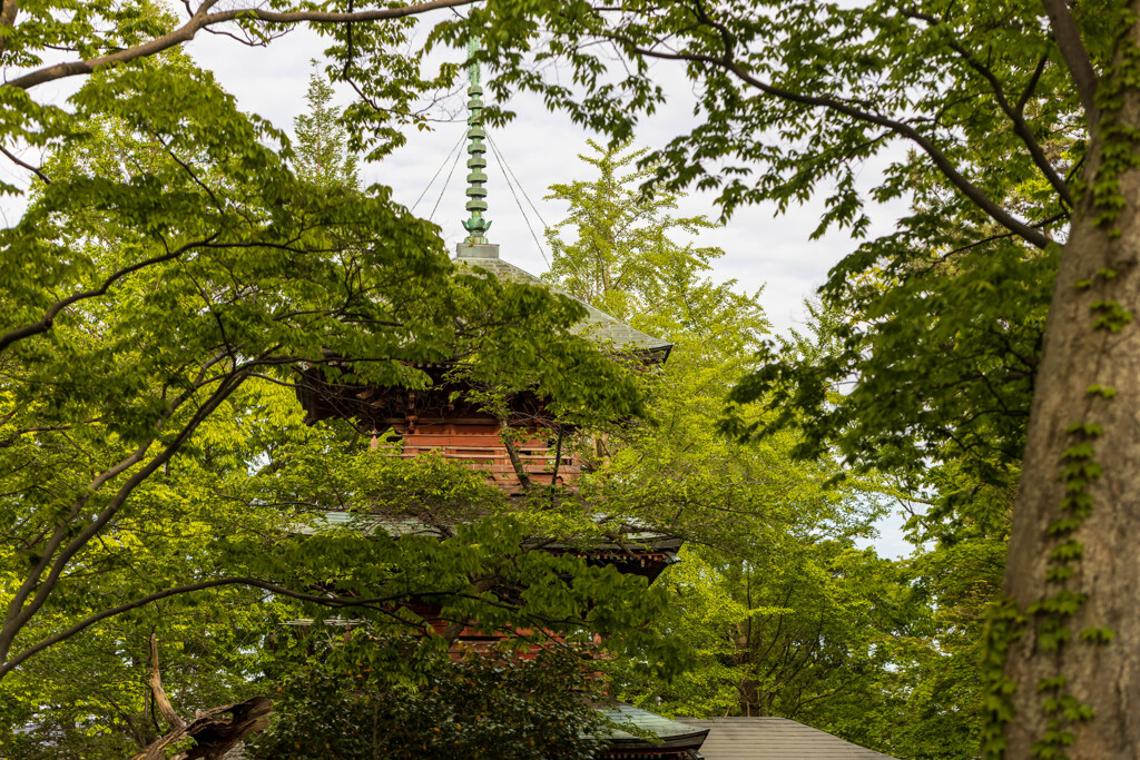 葉陰の塔