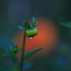 ダリア　雫