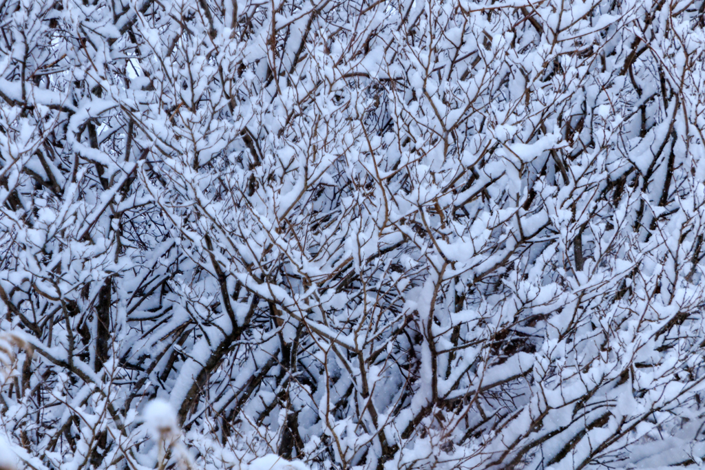 雪降り積む　Ⅱ