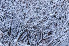 雪降り積む　Ⅱ