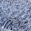 雪降り積む　Ⅱ