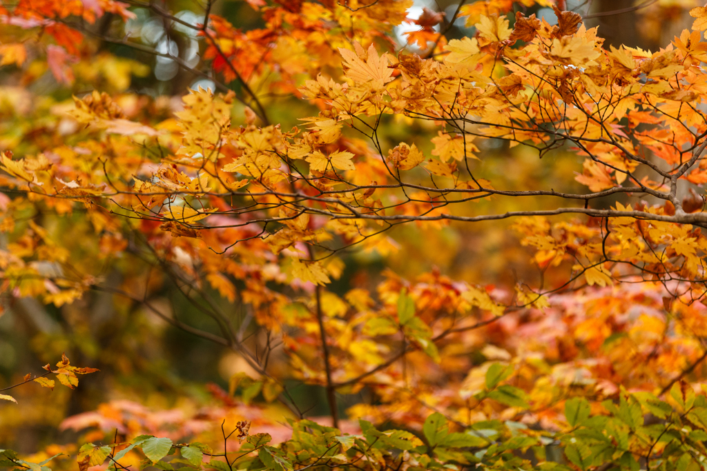 晩秋の紅葉　Ⅰ