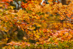 晩秋の紅葉　Ⅰ